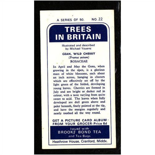 Brooke Bond Tea Card, Trees in Britain, no.22 Wild Cherry