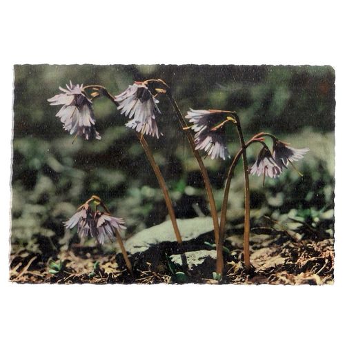 ALPENGLOCKLEIN.. SNOWBELL flowers Swiss used postcard =