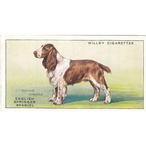 Wills Dogs Card No. 36 English Springer Spaniel