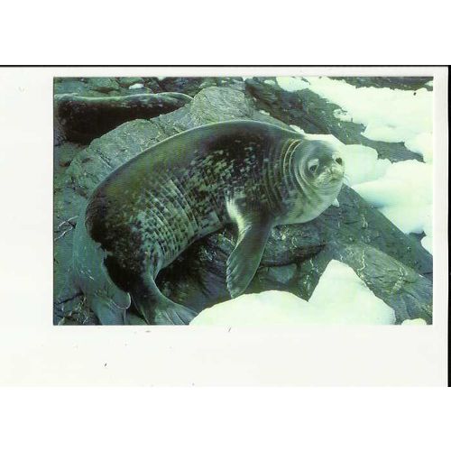 Animals WEDDELL SEAL Postcard by South Georgia Whaling Museum (7)