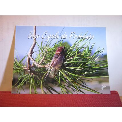 LA CIGALE PROVENCALE, PROVENCE, FRANCE. used postcard Cicada insects =