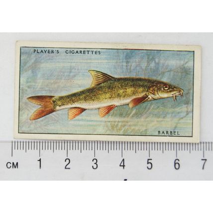 1933 Players Fresh-water Fishes, pink back No. 1 Barbel