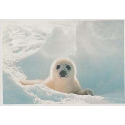 Save The Seal Killing Animal Slaughter Waltham Cross Rare 1970s Tescos Postcard