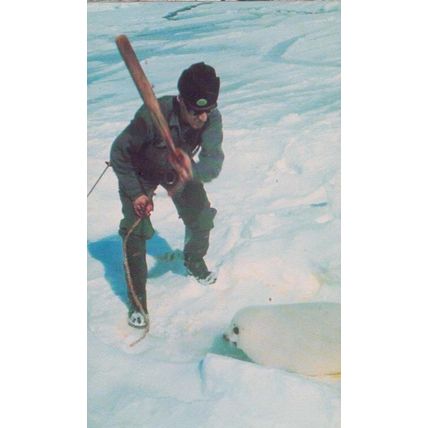 Save The Seal Protect Cruelty To Sealife Advertising Postcard