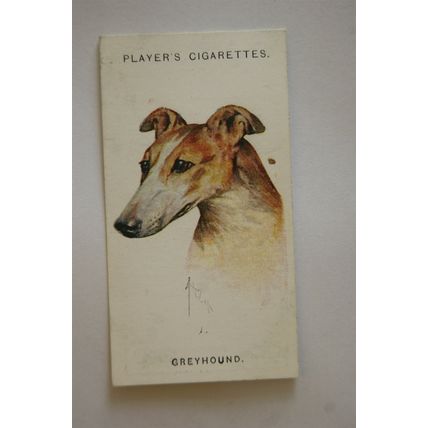 1929 John Player & Sons Dogs Heads No. 16 Greyhound