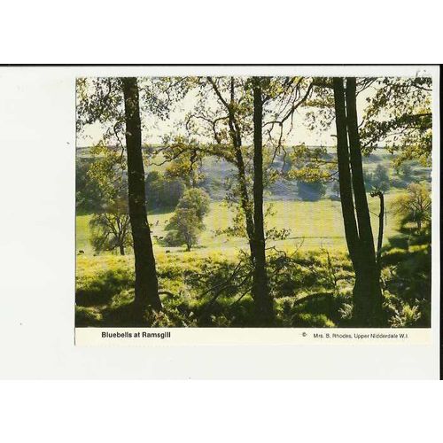 Yorkshire RAMSGILL Bluebells Postcard by Womens Institute