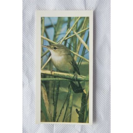 1976 Craven Black Cat British Birds card No. 21 Reed Warbler