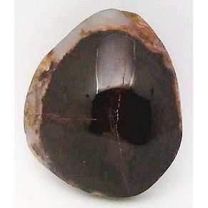 Petrified Wood Freeform Gemstone Cabochon 26