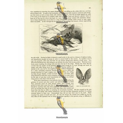 Barbastelle Bat Walking, Book Illustration (Print), 1884