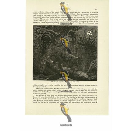 Aye-Aye, Book Illustration (Print), 1884