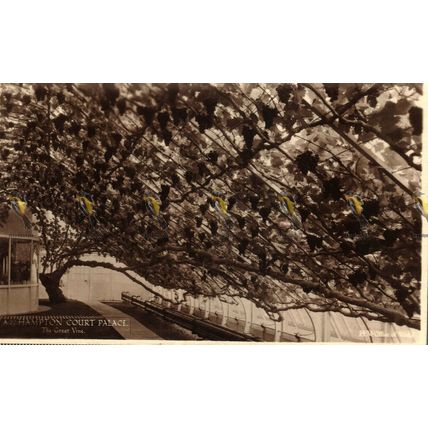 Hampton Court Palace, Great Vine, Surrey, HM Office Of Works Postcard, 1938