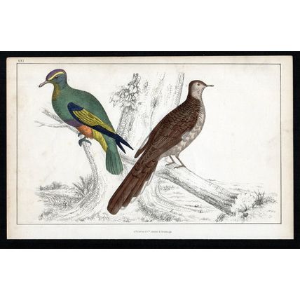 PIGEONS 1850 Birds - Oliver Goldsmith ANTIQUE ENGRAVING
