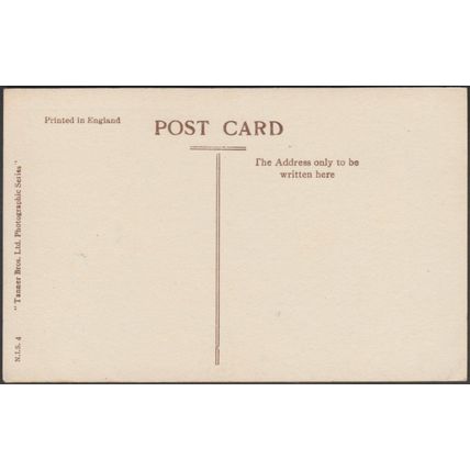 Celmesia, New Zealand Mountain Daisy, c.1910s - Tanner Bros RP Postcard