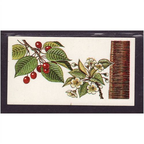 Brooke Bond Tea Card, Trees in Britain, no.22 Wild Cherry