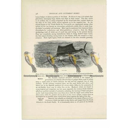Sail-Fish, Animal Book Illustration (Print), c1916