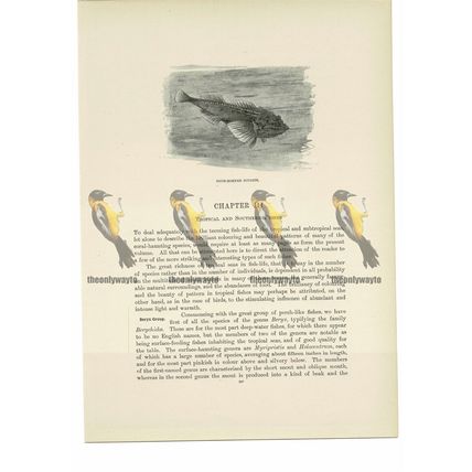 Four Horned Sculpin, Animal Book Illustration (Print), c1916