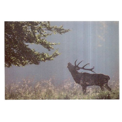 THE RED DEER STAG, HIGHLANDS, SCOTLAND large unused vintage postcard =
