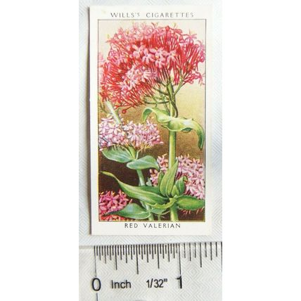 1936 Wills, Wild Flowers No. 45 Red Valerian