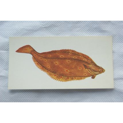 1978 Craven Black Cat Sport Fish card No. 24 Plaice