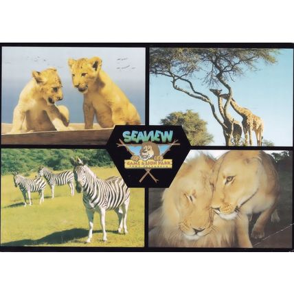Lions Cubs at Seaview Wildlife Park Zoo South Africa Postcard