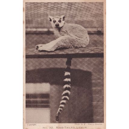 Ring Tailed Lemur London Zoological Gardens Old Postcard