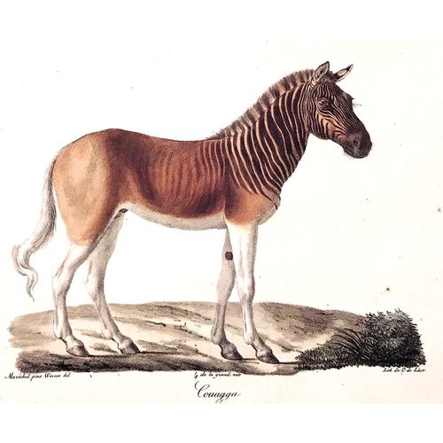 Quagga Horse Antique Print Engraving Werner 1824 Poster Animal Art Decor Gift