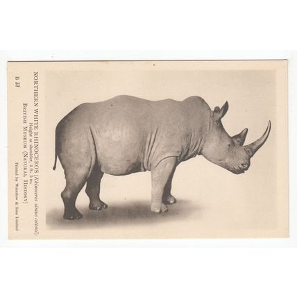 Northern White Rhinoceros Rhino British Museum Plain Back Postcard B37
