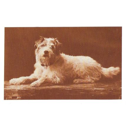 Postcard King Edward VII's Fox Terrier Caesar c1910 Dog Royal Family - Nostalgia