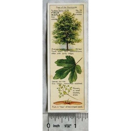 1938 Typhoo Trees of the Countryside 15 Field Maple