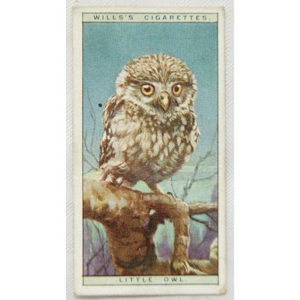 1925 Life in The Tree Tops No. 33 Little Owl