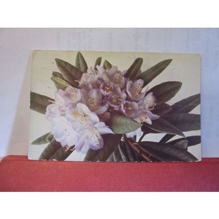RHODODENDRON FLOWERS used antique German postcard 1915 pm =