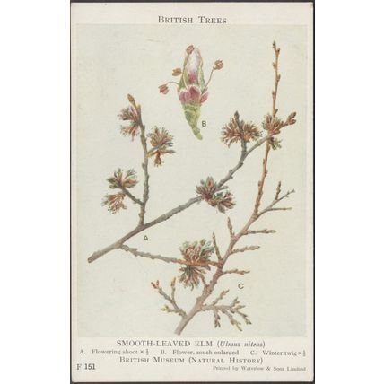 Smooth-Leaved Elm, Ulmus Nitens, c.1910s - British Museum Postcard