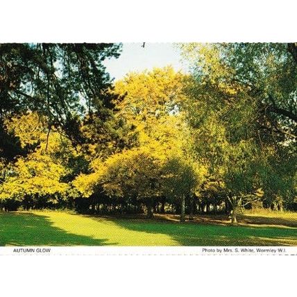 Autumn Trees Glow Wormley Village Herts Hertfordshire Womens Institute Postcard