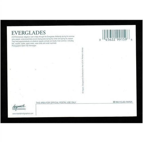 AMERICAN ALLIGATORS - EVERGLADES NATIONAL PARK No 10778 - UNUSED
