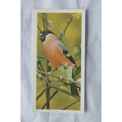 1976 Craven Black Cat British Birds card No. 28 Bullfinch