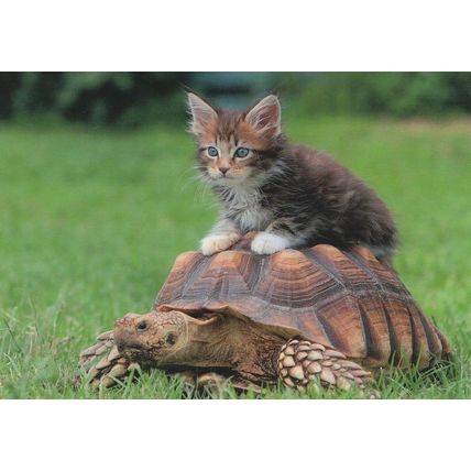 Kitten Cat Playing Tortoise Shell Comic German Katze & Schildkrote Postcard