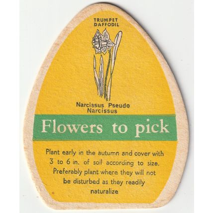 BEER MAT - FLOWERS BREWERY - TRUMPET DAFFODIL - (Cat 048) - (1961)