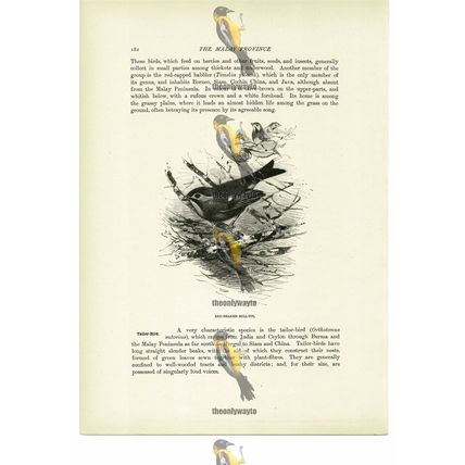 Red Beaked Hill Tit, Animal Book Illustration (Print), c1916