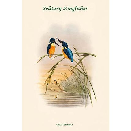 Ceyx Solitaria - Solitary Kingfisher 20 x 30 Poster