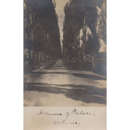 Poplar Avenue Kashmir India Antique Postcard