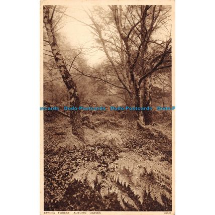 R092115 Epping Forest. Autumn Leaves. Photochrom. No 45147