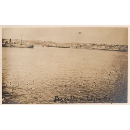 Seagulls Birds in Algoo Bay South Africa Rare Private Old Postcard