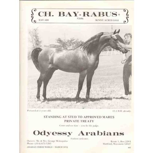 odyessy arabians 1972 ch bay-rabus george metropulos horse vintage ad
