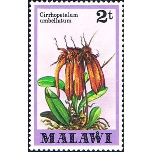 Malawi 1979 2t Cirrhopetalum Umbellatum Orchid Unmounted Mint SG 578 Sc328 Stamp