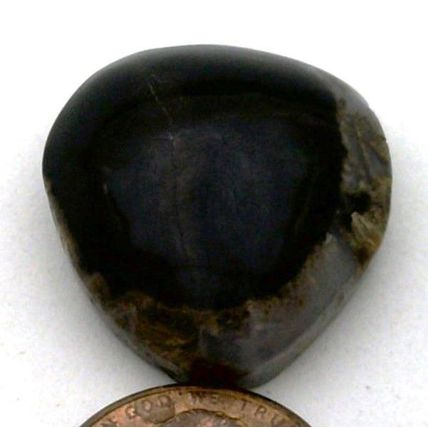 Petrified Wood Freeform Gemstone Cabochon 26