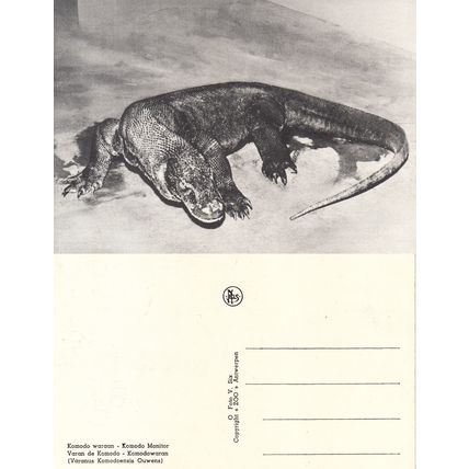 CPM Belgique Zoo d'Anvers Varan de Komodo Neuf **