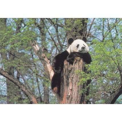 Smug Panda on Watchout Beautiful Postcard