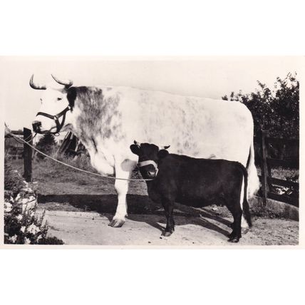 Farmers Own Cattle Longhorn Cow Big Bill Campbell RPC Postcard