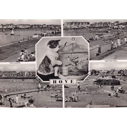 Sussex Cat Hove & Budgie Bird Real Photo Old Postcard