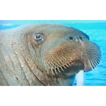 THE SMILE OF THE WALRUS THE UNDERSEA WORLD OF JACQUES COUSTEAU VHS VIDEOTAPE